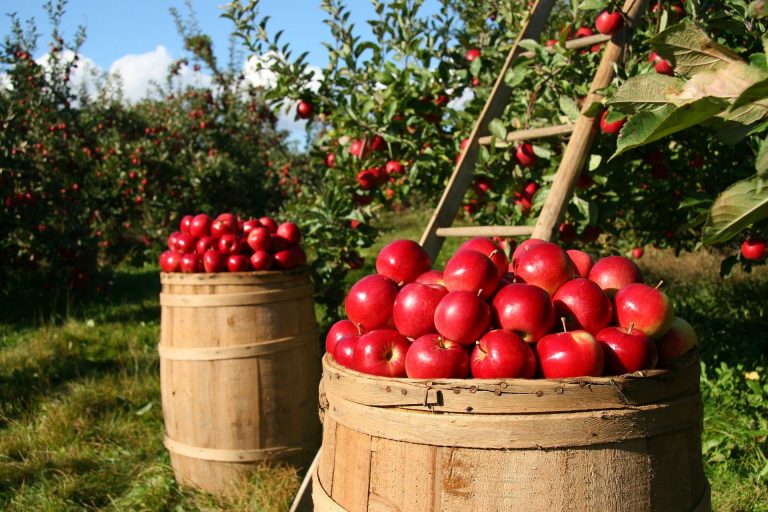 Alimenta Brasil Cadastro 2025 em Anajás – PA 10